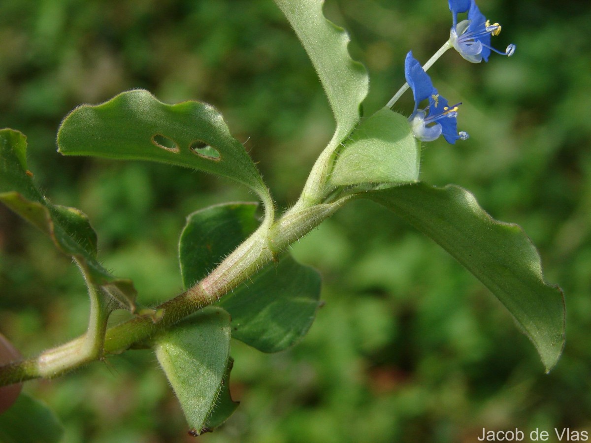 Commelina benghalensis L.
